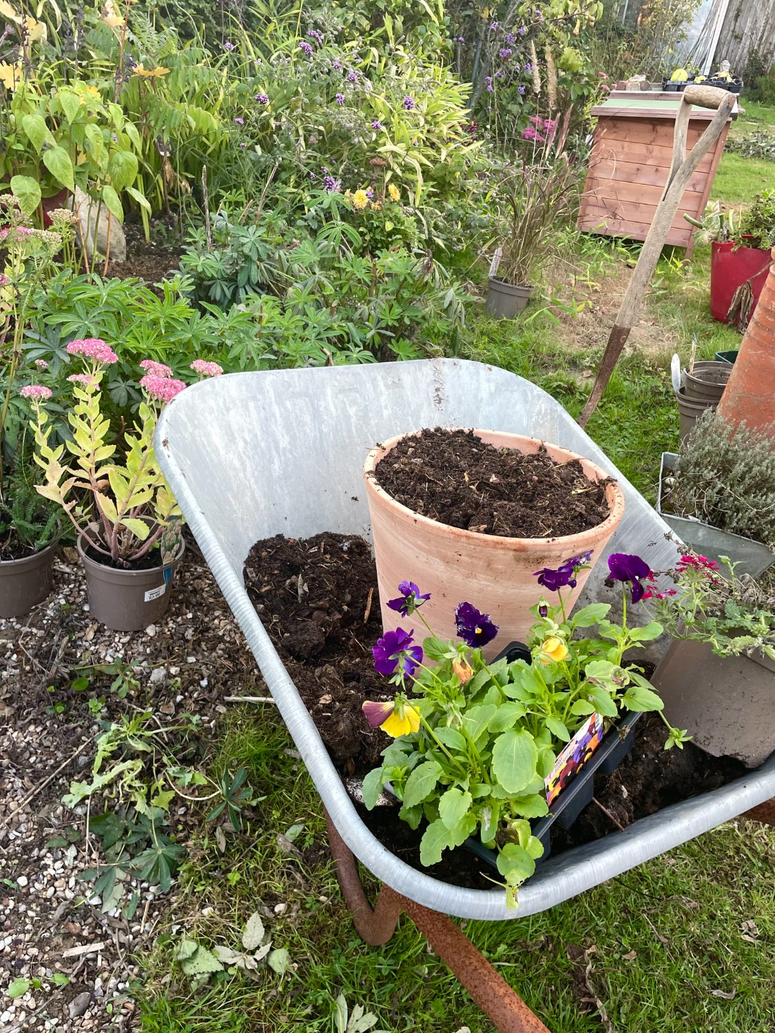 Wheelbarrow with pansies and terracotta pots in the garden